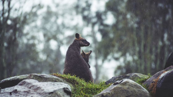 two kangaroos at a zoo in bad rainy weather