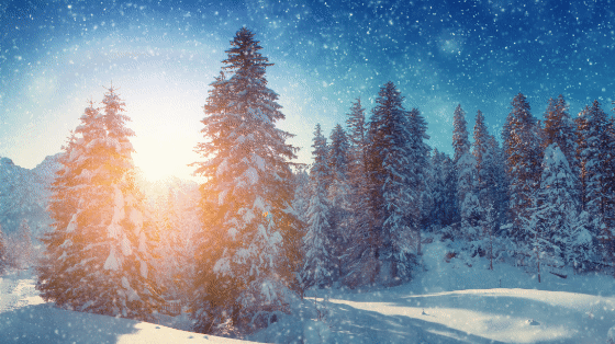 snow gif wiht snow on the ground and on pine trees