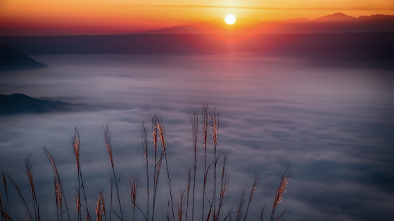 a sunrise over a foggy meadow