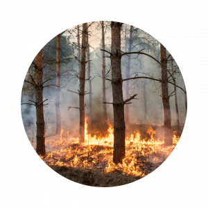 wildfire burning ground cover in a forest